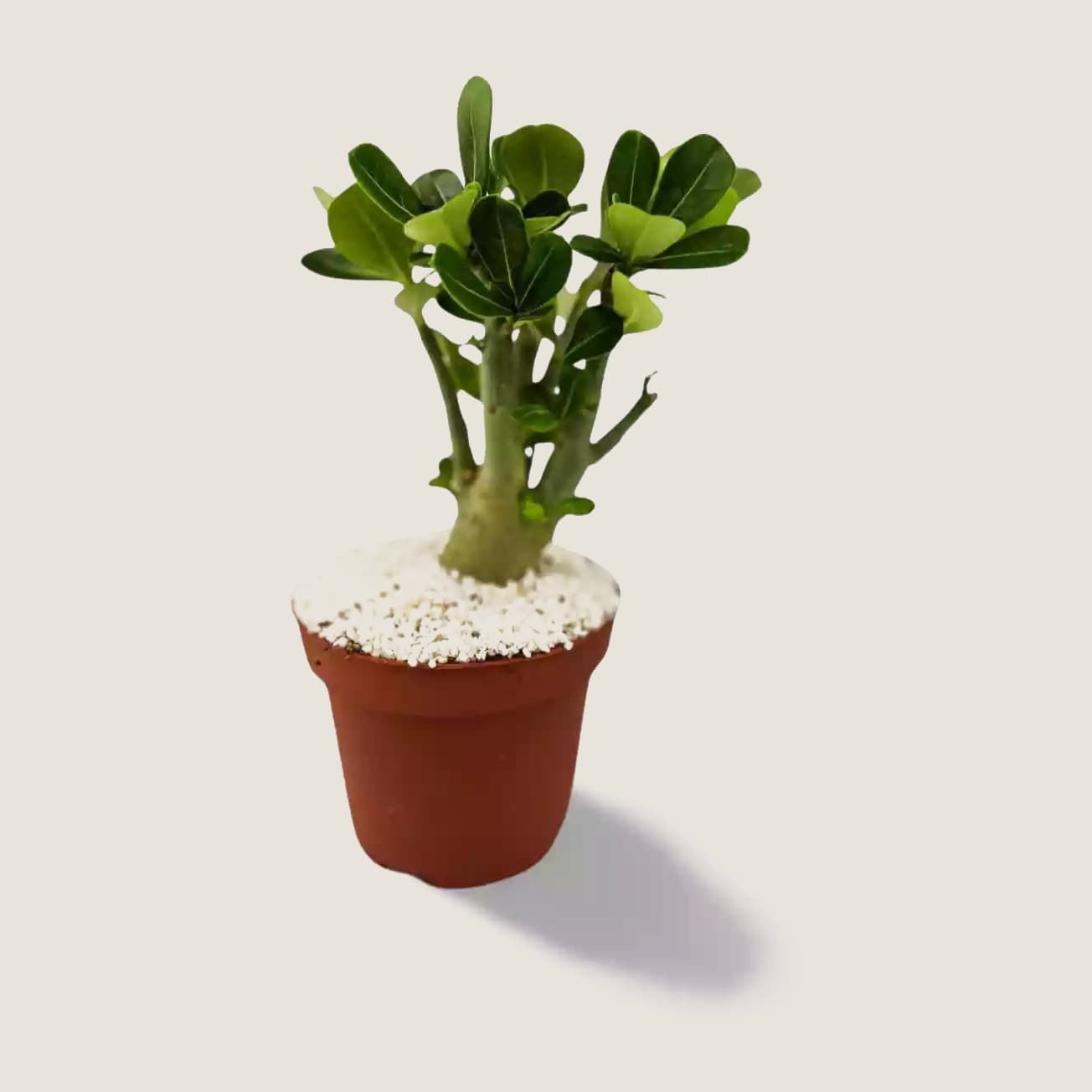 Adenium Obesum