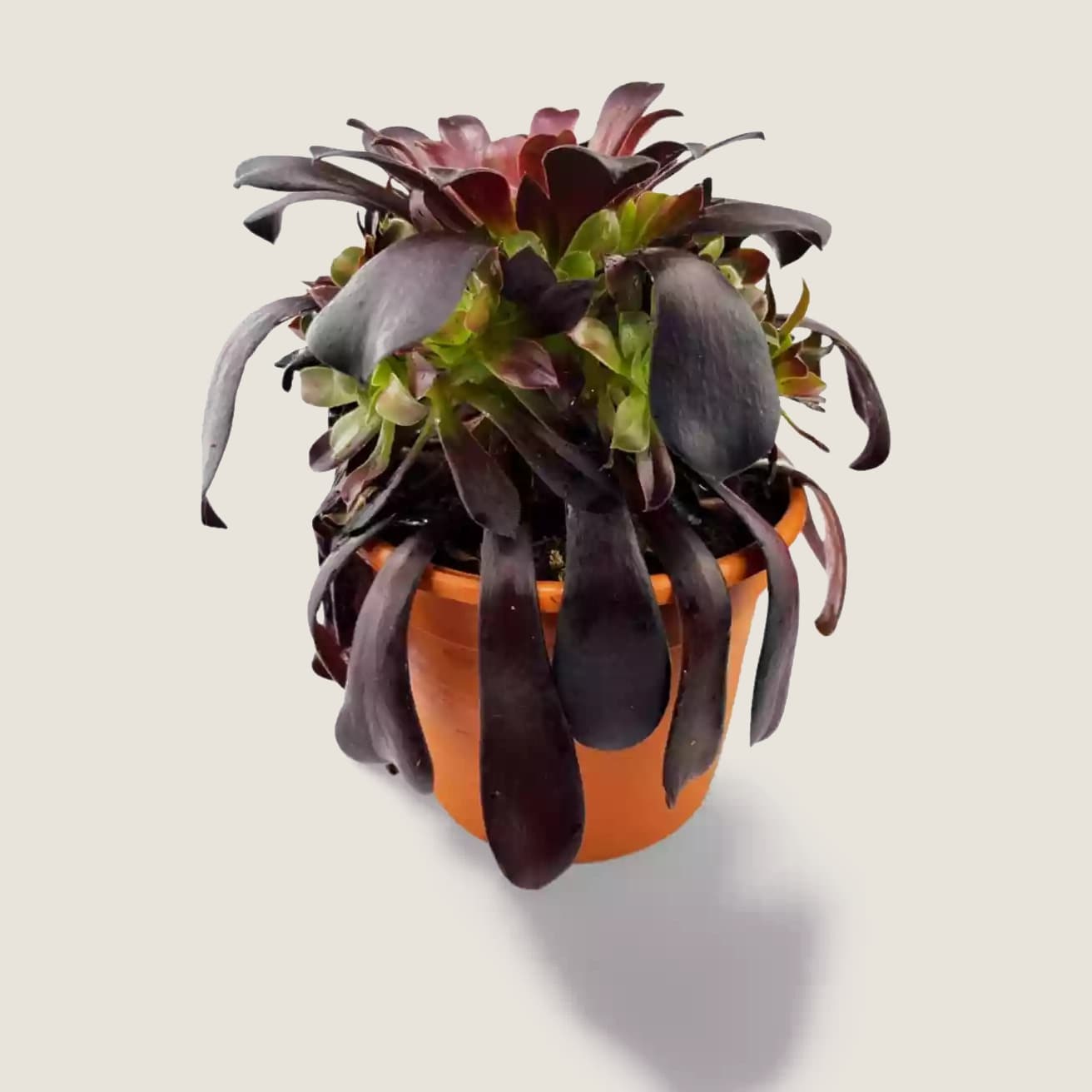 Aeonium Rosa Negra Arbol