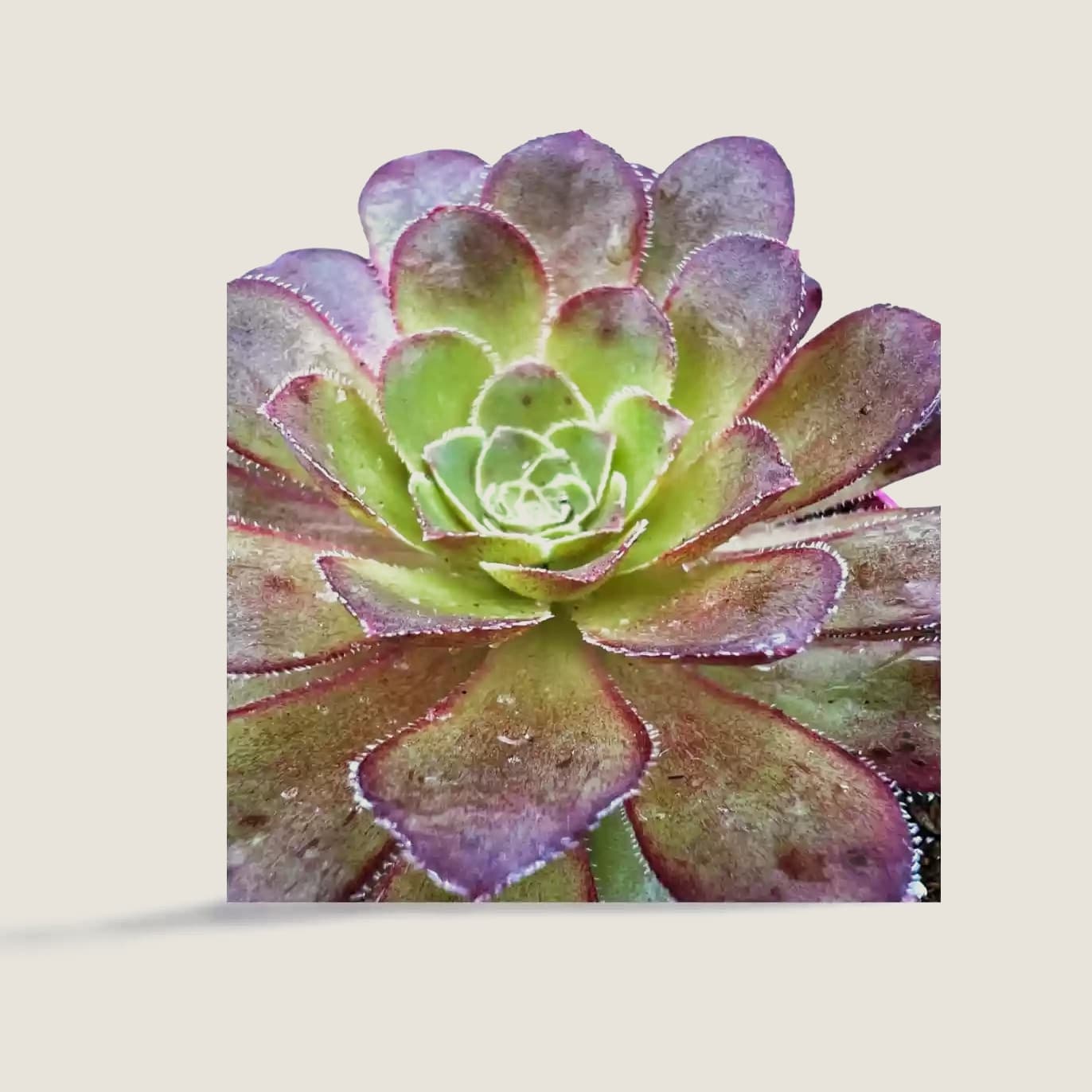Aeonium velour