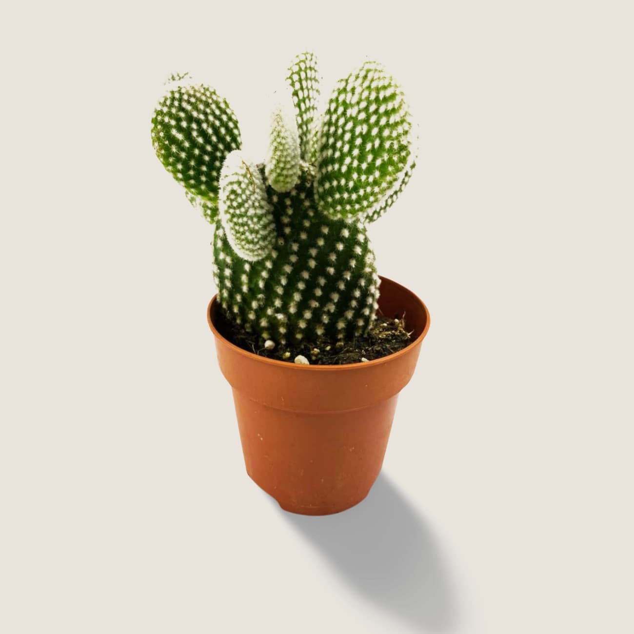 Alas de Angel Opuntia microdasys