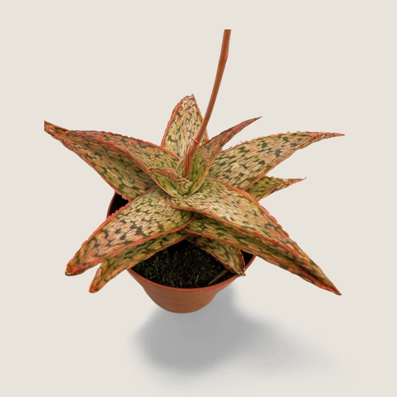 Aloe Pink Blush