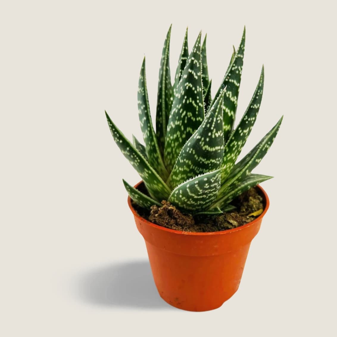 Aloe Tiki Tahi