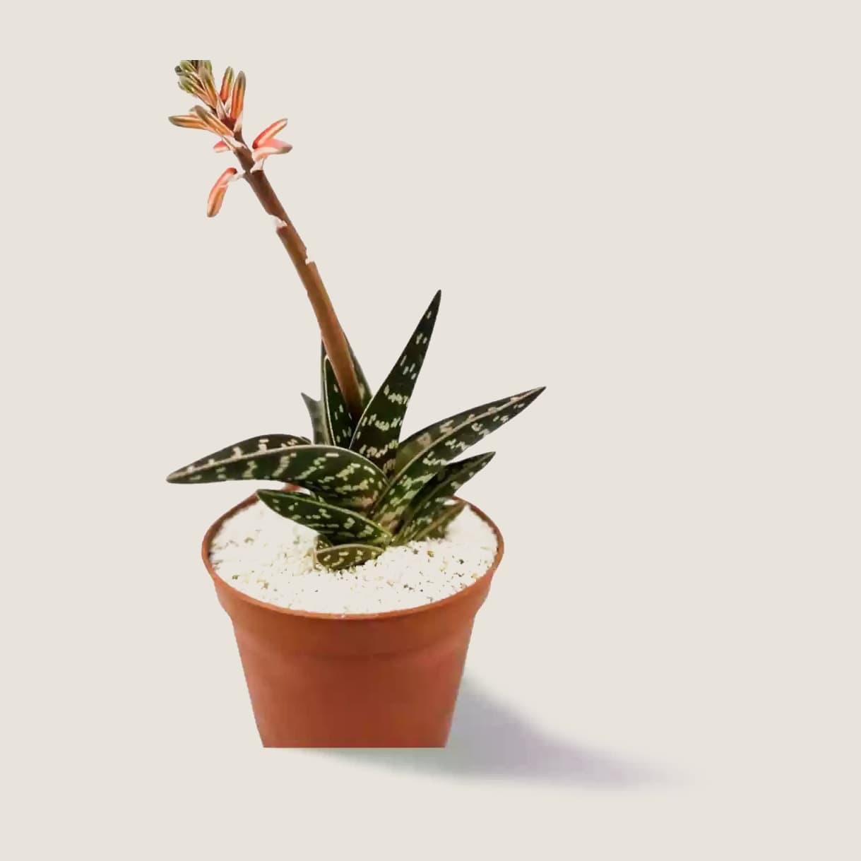 Aloe variegata xxl