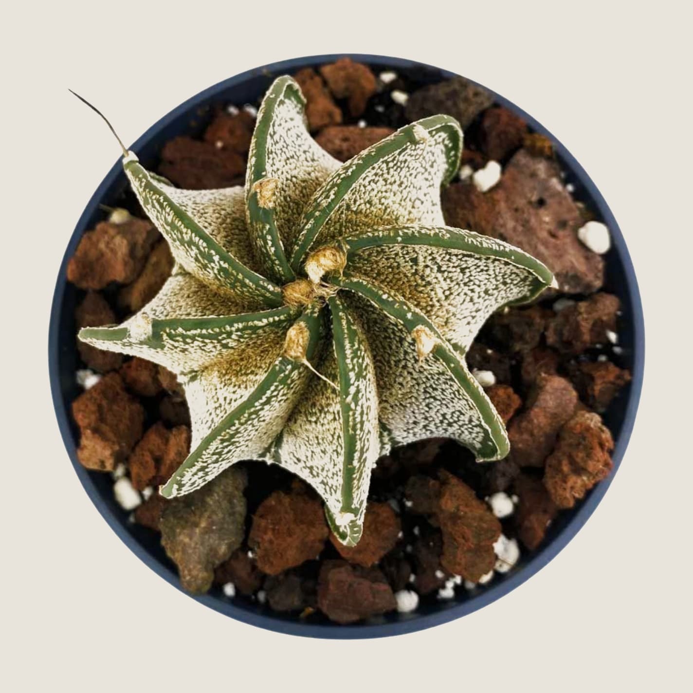 Astrophytum myriostigma Multicostatum