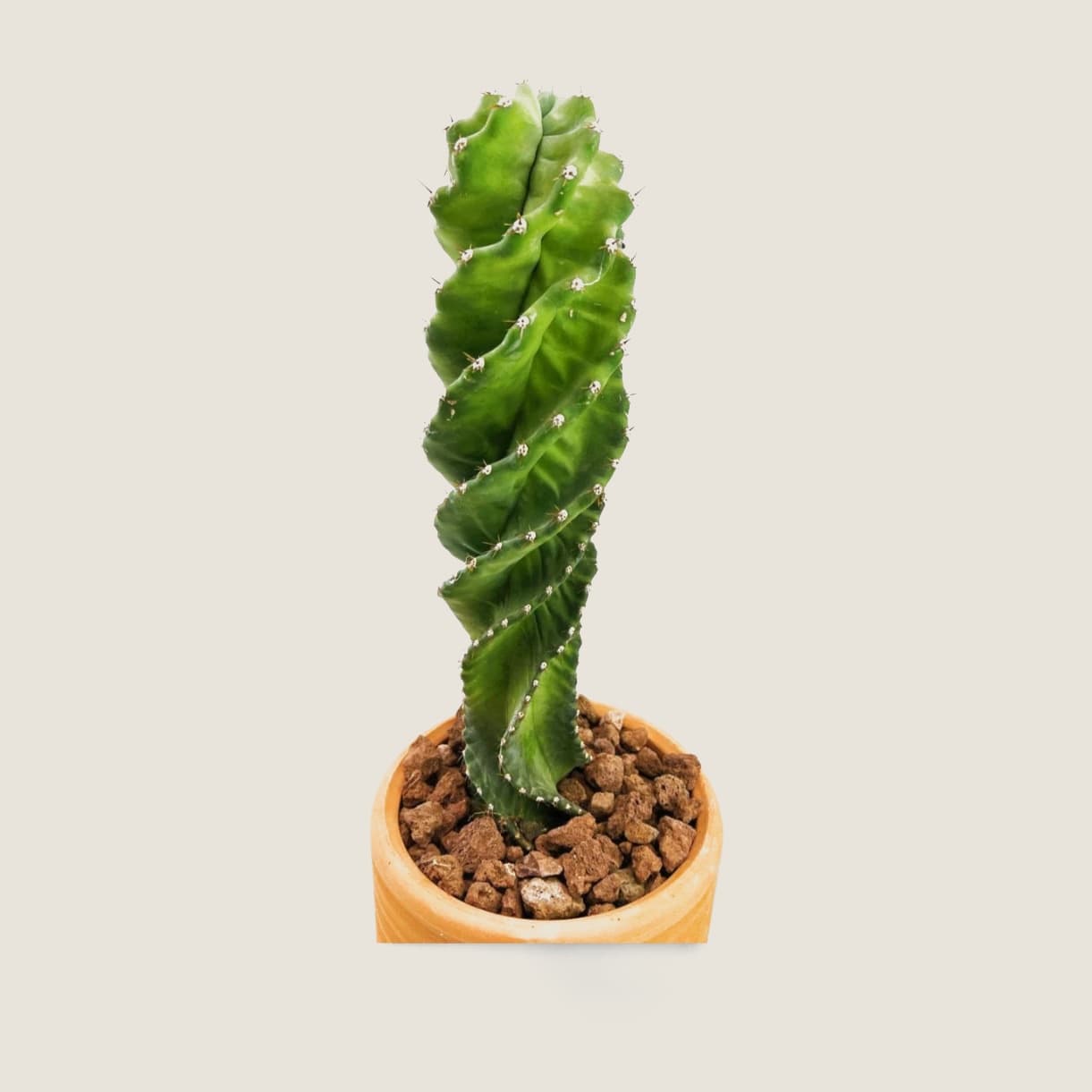 Cereus Forbesii Spiralis