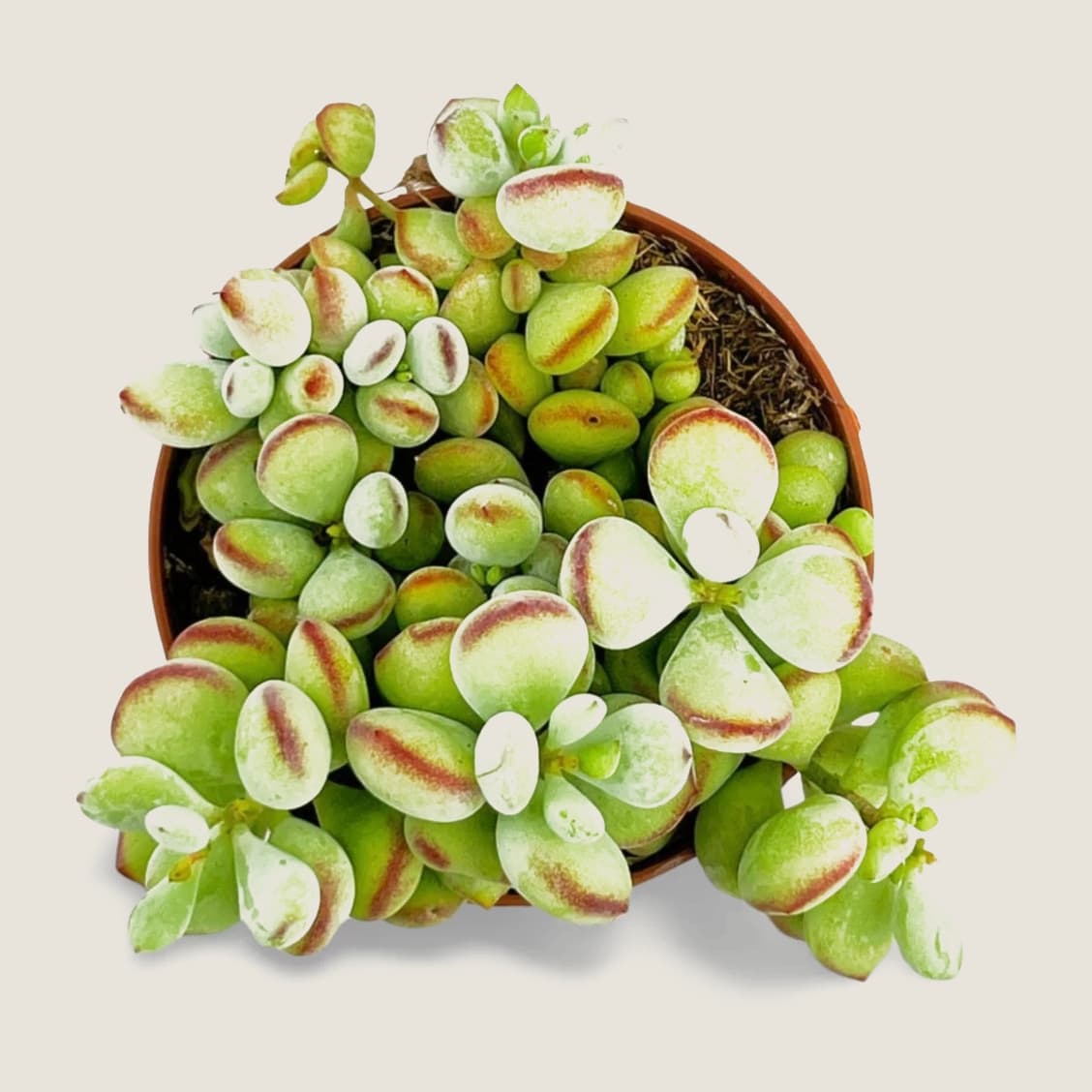 Cotyledon pendens