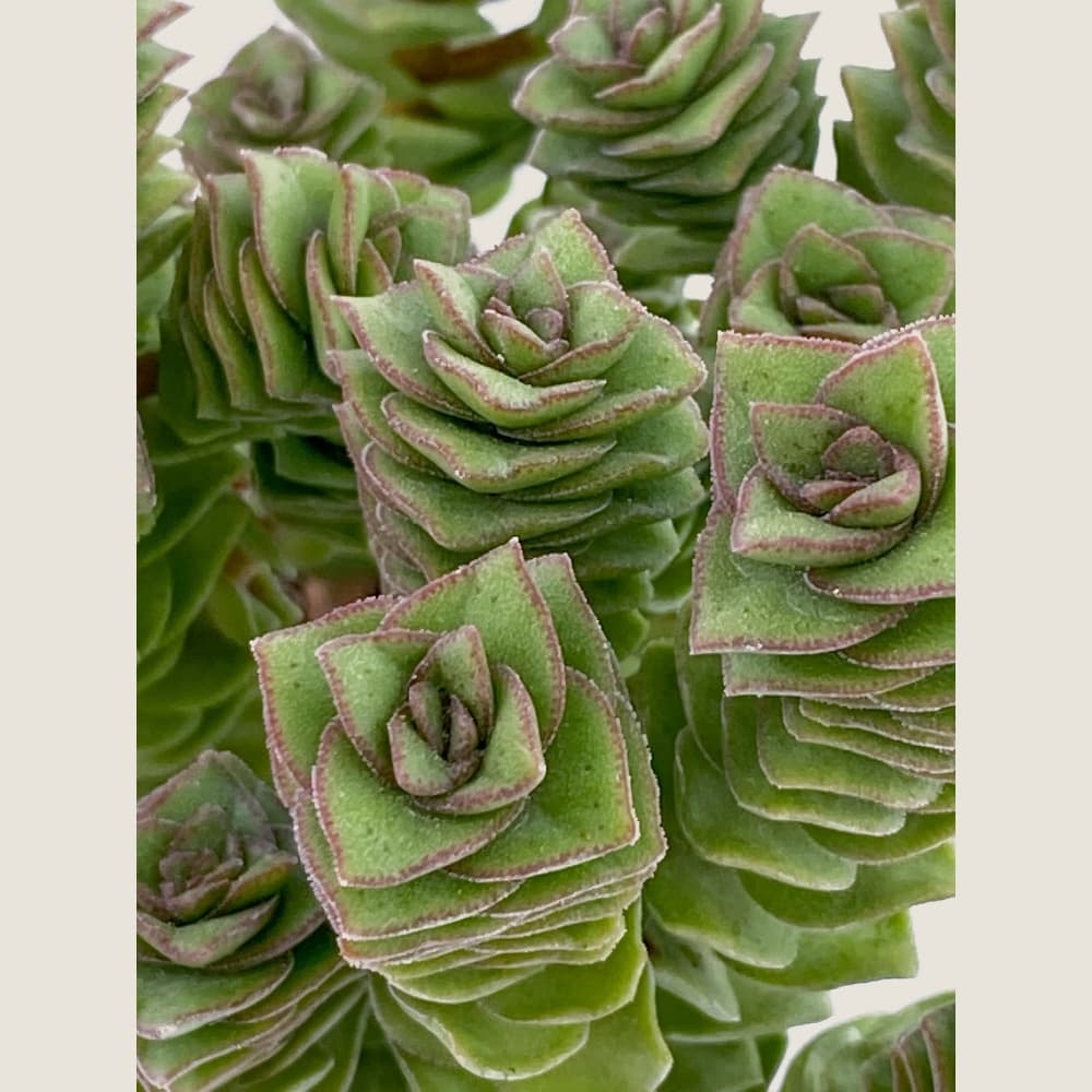 Crassula perforata-mod1.02