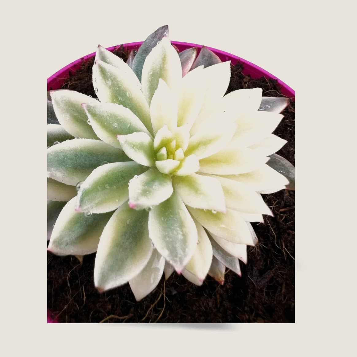 ECHEVERIA ESMERALDA VARIEGADA