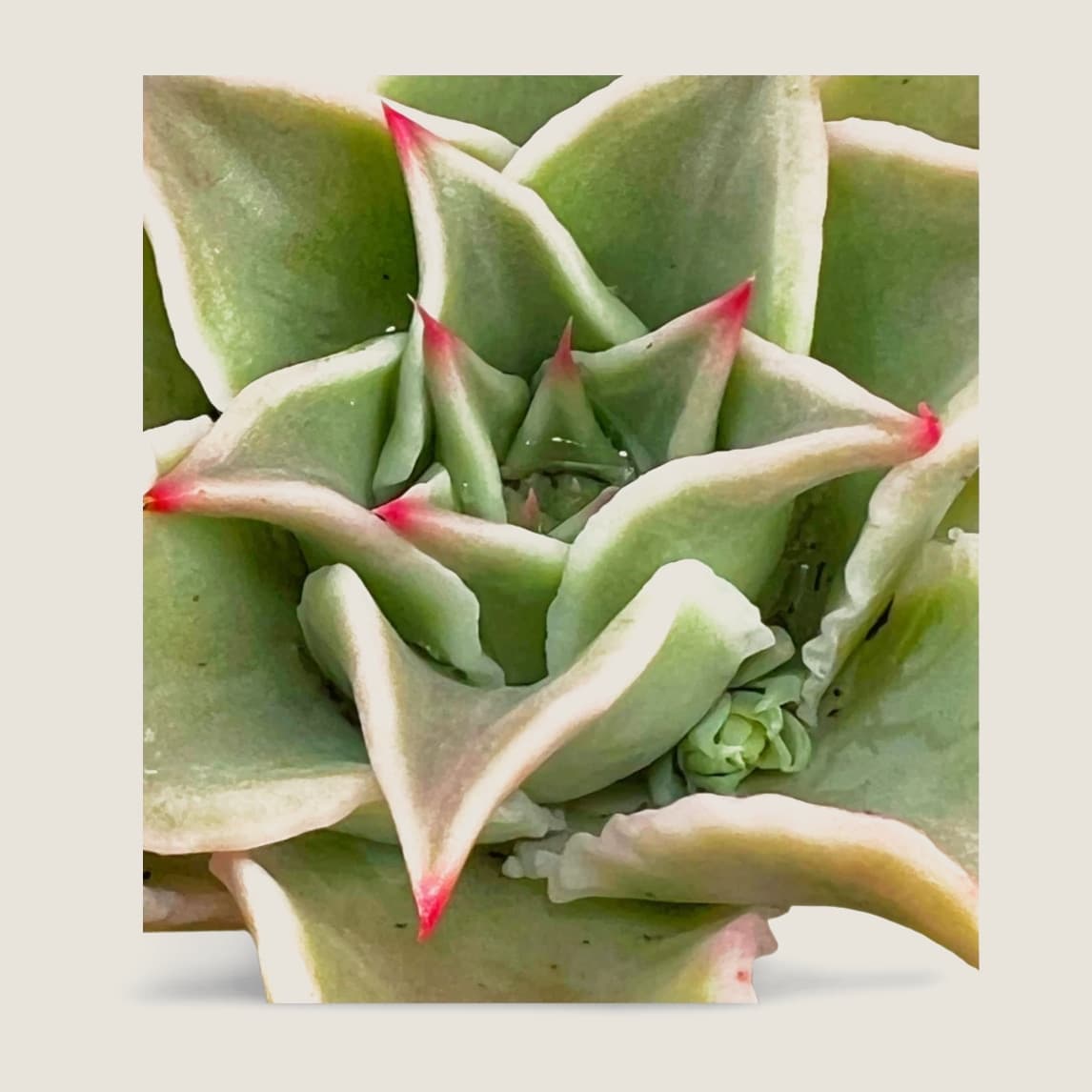 ECHEVERIA MADIBA