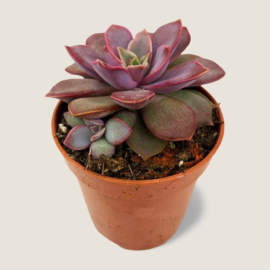Echeveria Perla Purpura