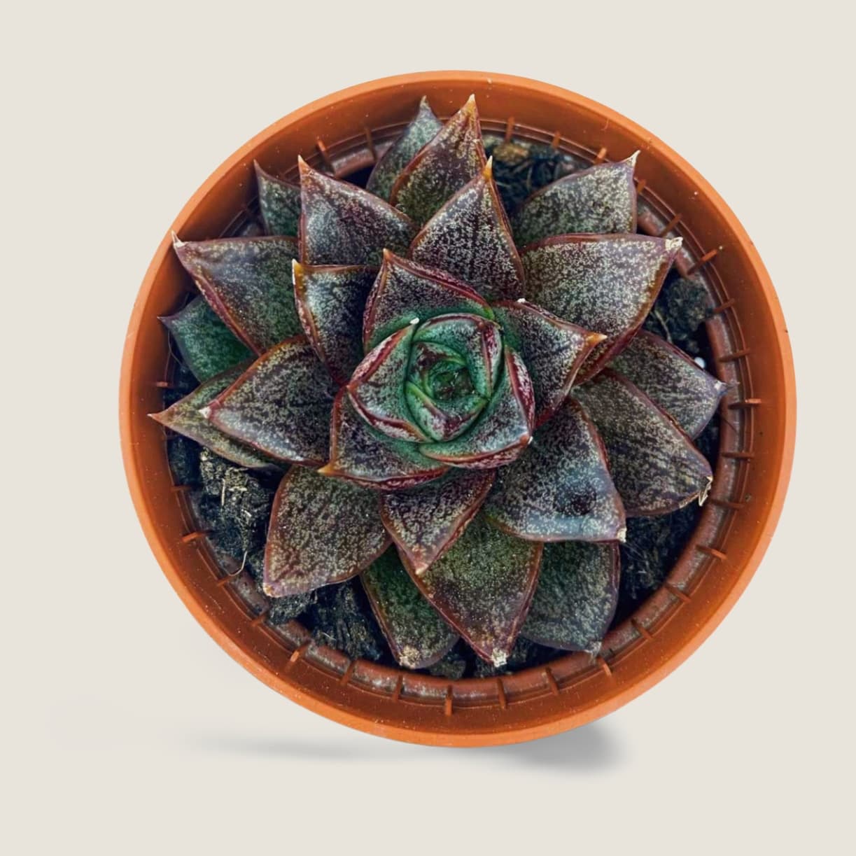 Echeveria Purpusorum