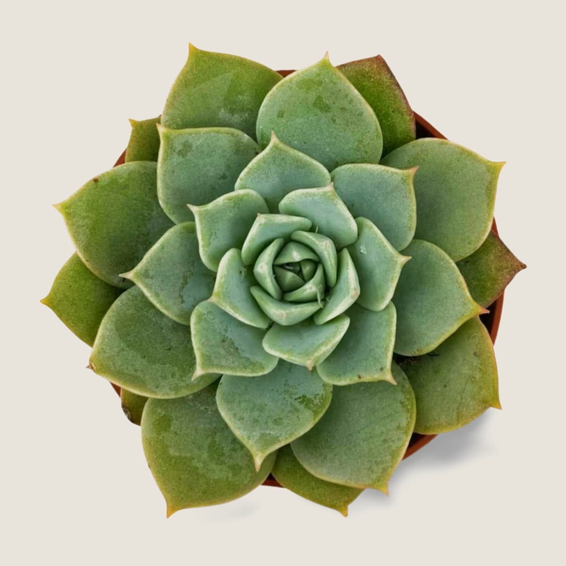 ECHEVERIA SECUNDA GLAUCA