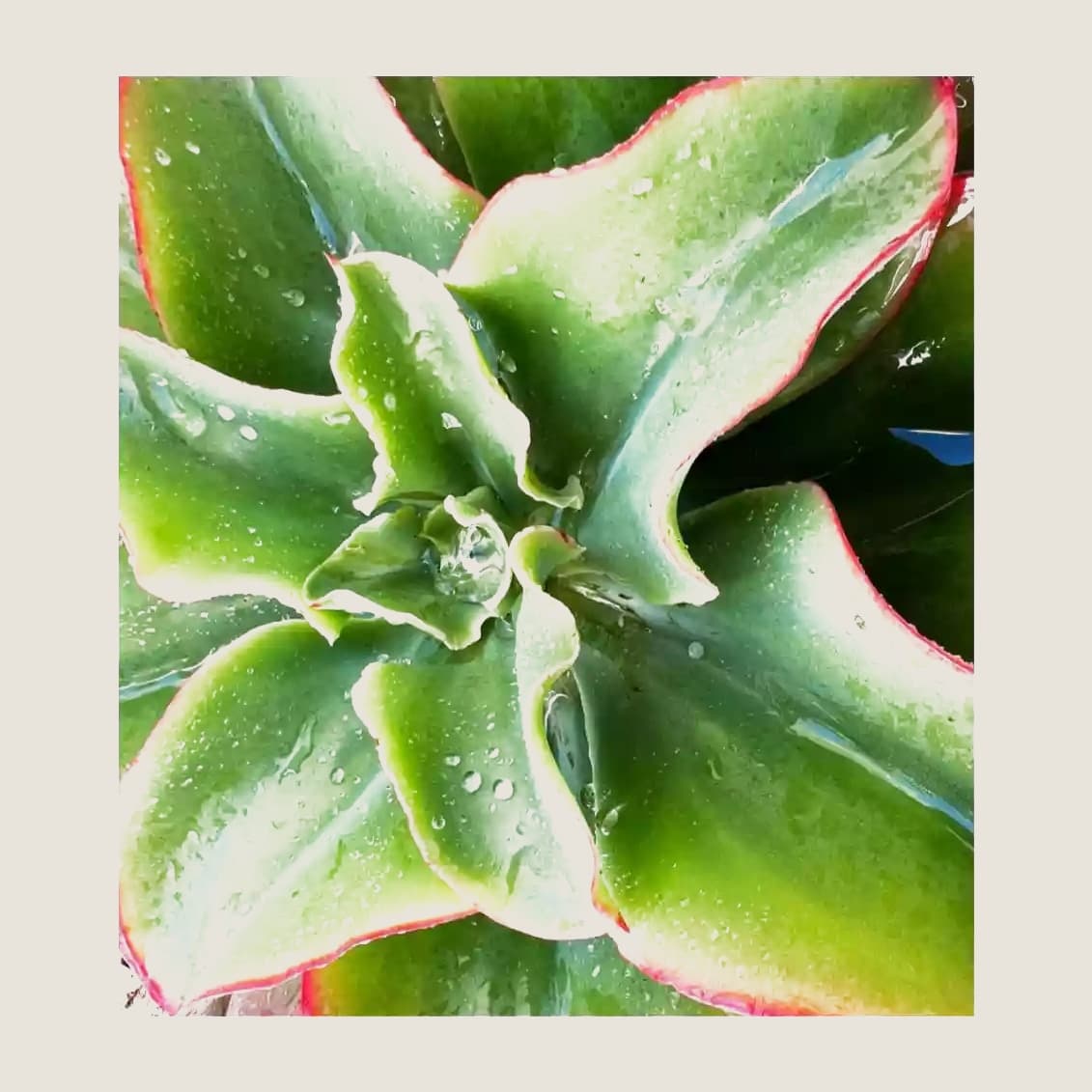 Echeveria triquiana
