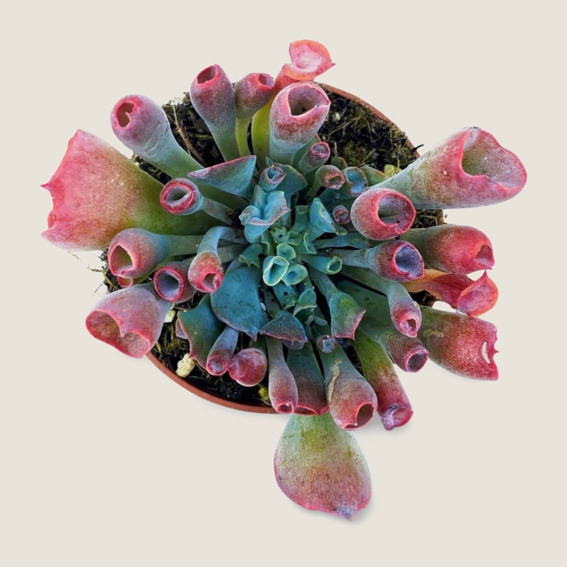 Echeveria Trumpet Pinky