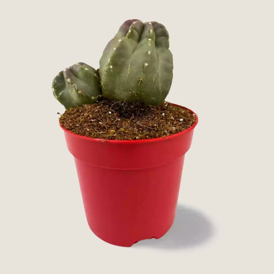 Echinocereus Coccineus