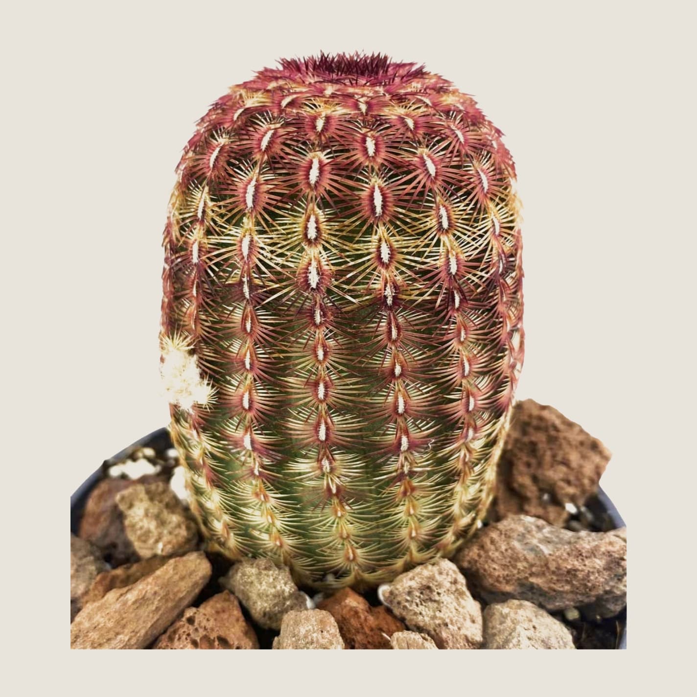 Echinocereus rigidissimus rubispinus
