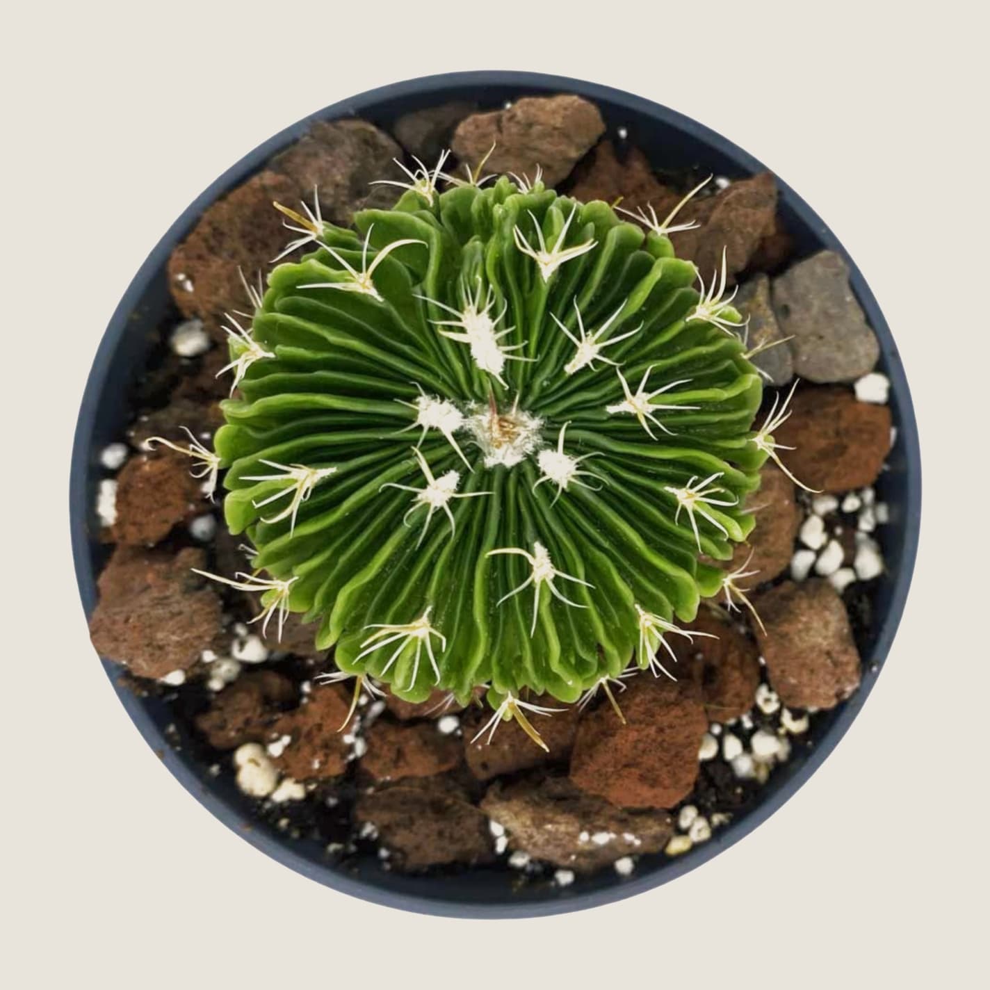 Echinofossulocactus multicostatus