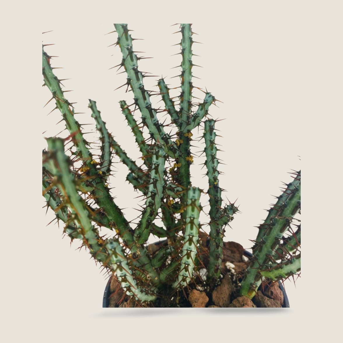 Euphorbia aeruginosa