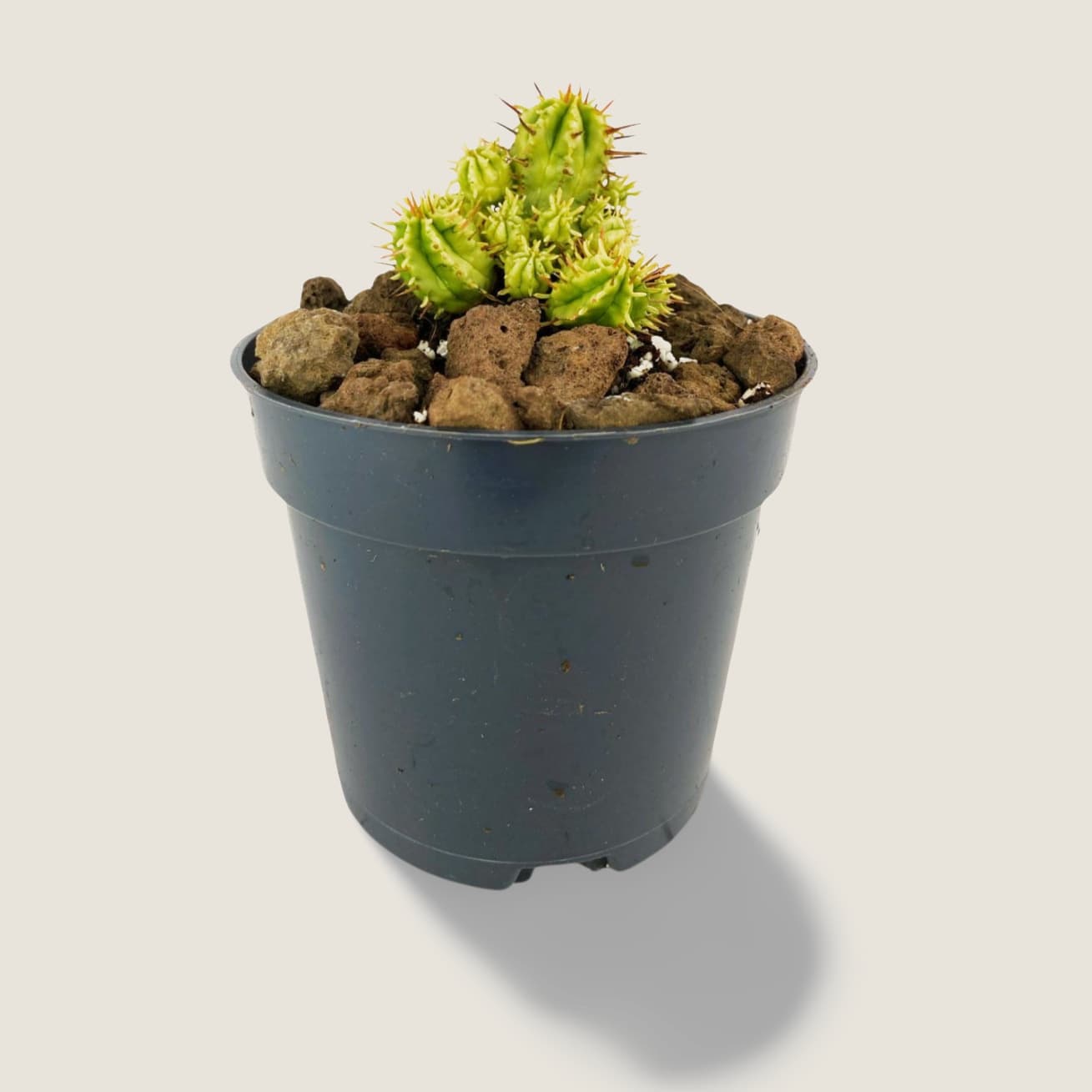 Euphorbia aggregata variegata