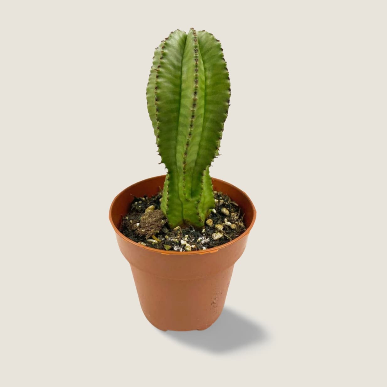 Euphorbia anoplia