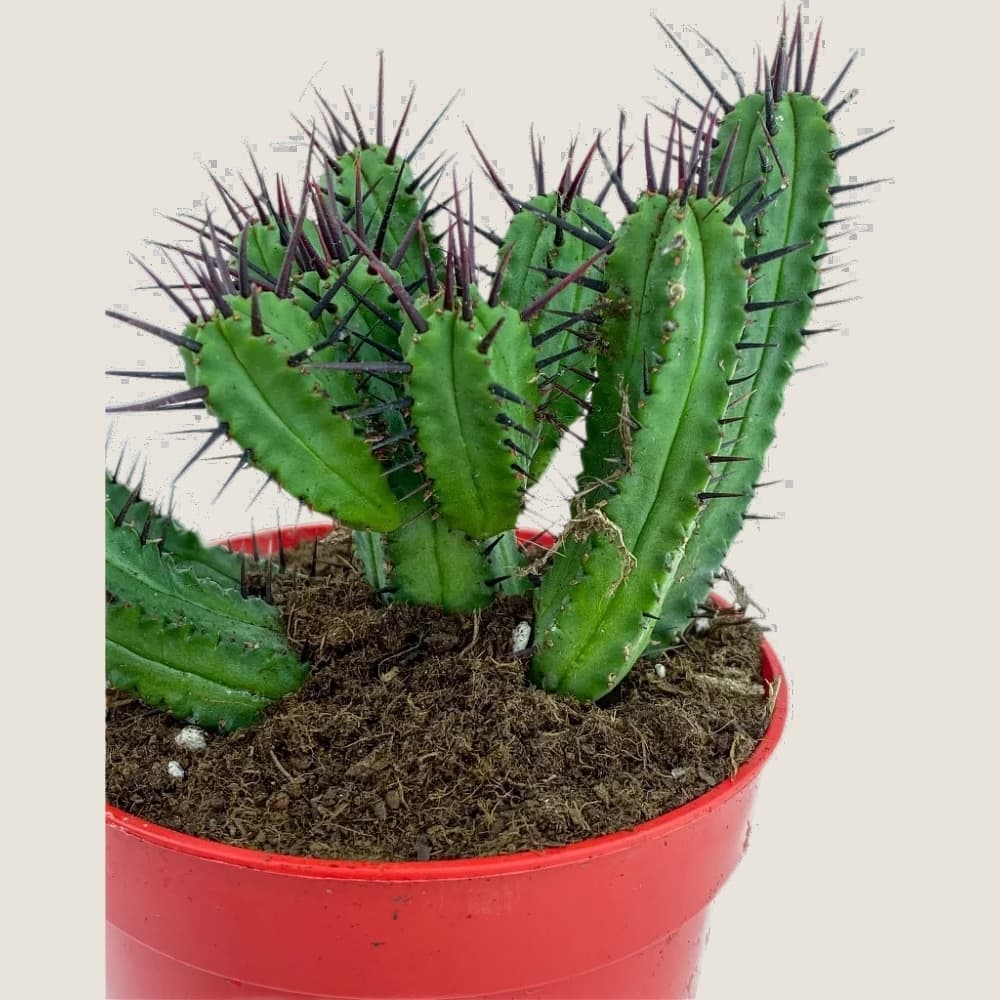 Euphorbia enopla