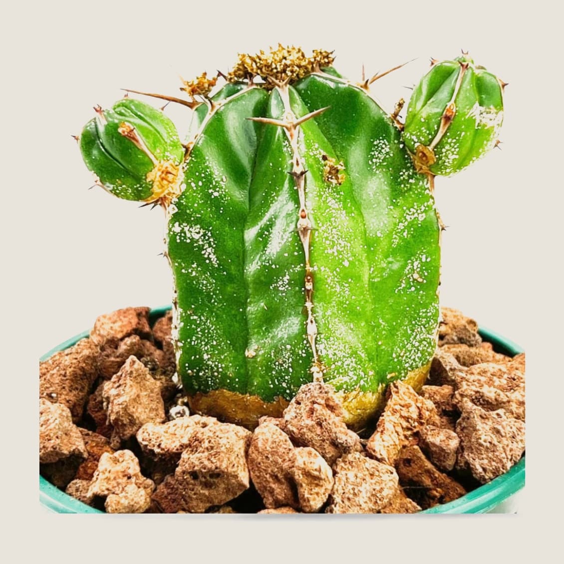 Euphorbia handiensis