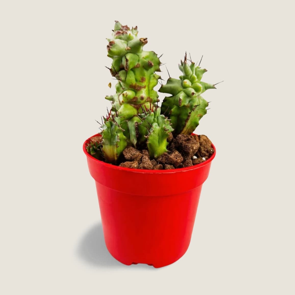 Euphorbia horrida monstruosa