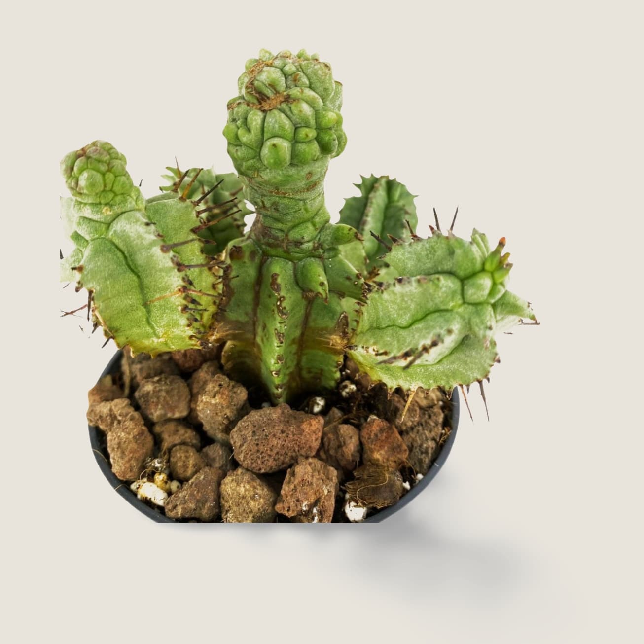Euphorbia Horrida mostruosa