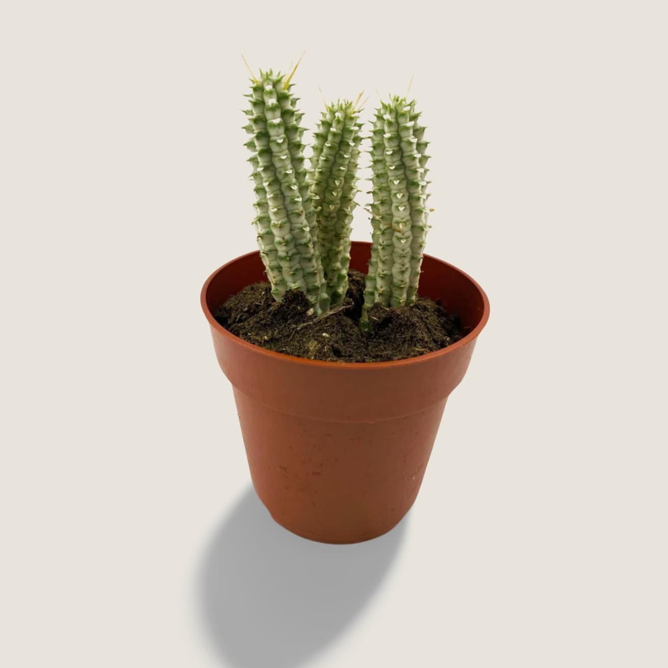 Euphorbia mammillaris variegata