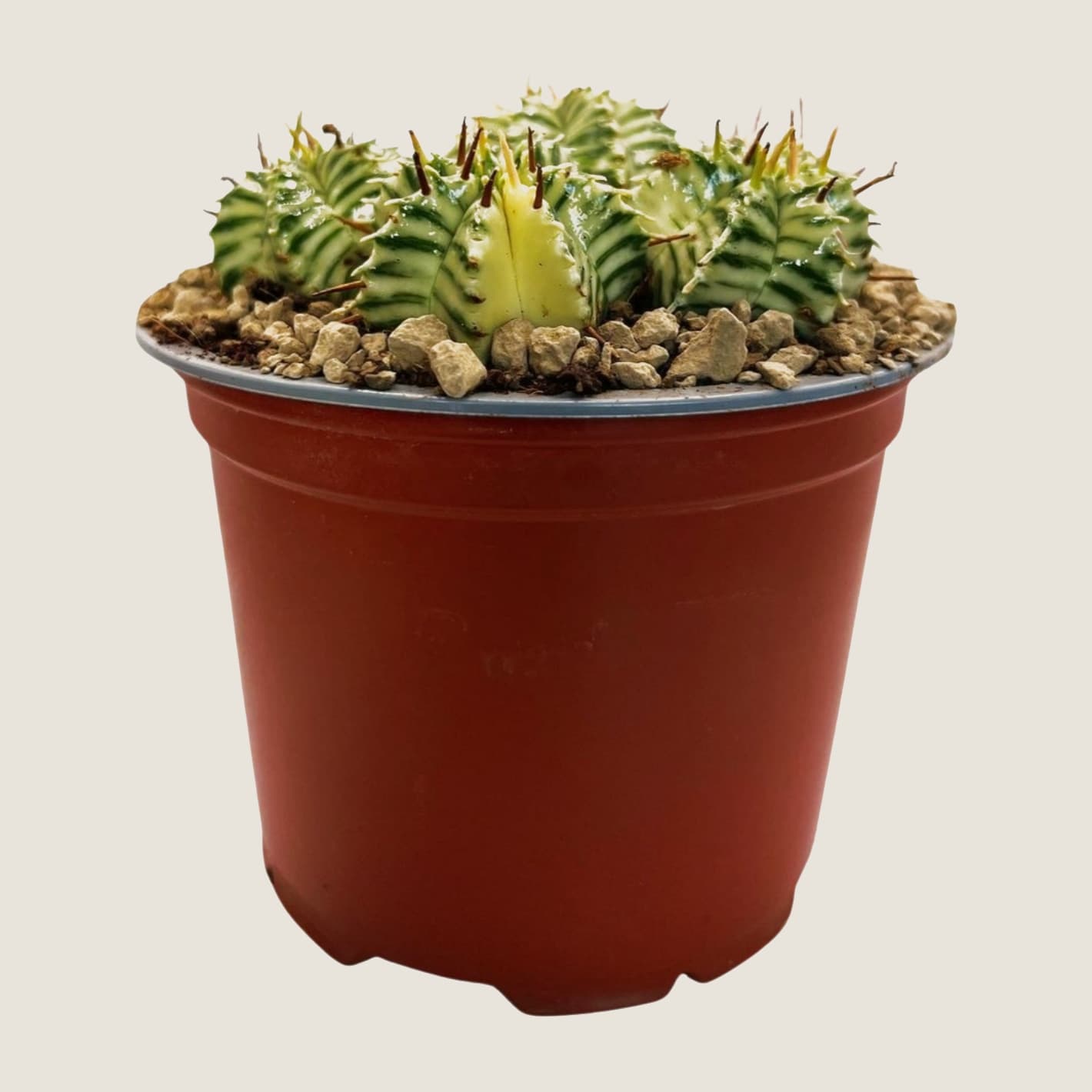 Euphorbia meloformis variegado