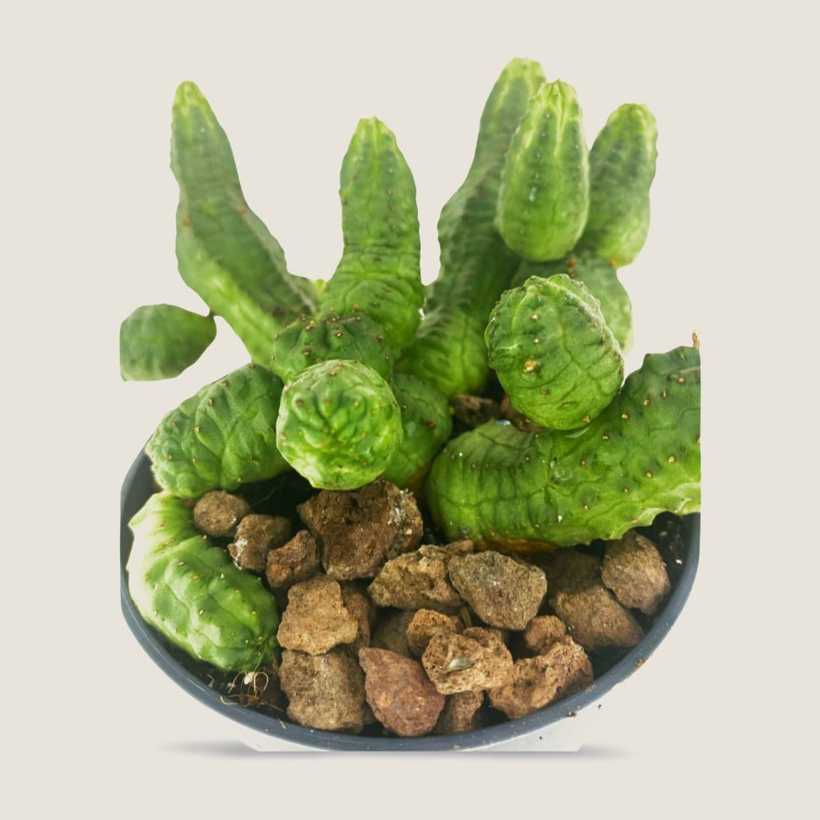 Euphorbia Pseudoglobosa Green