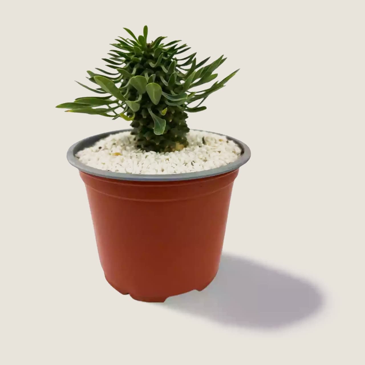 Euphorbia Sotetsu Kirin