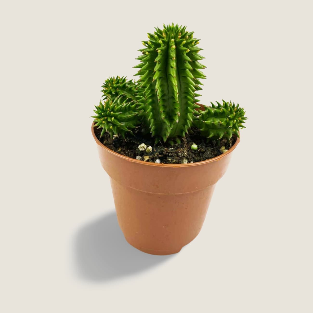 Euphorbia susannae