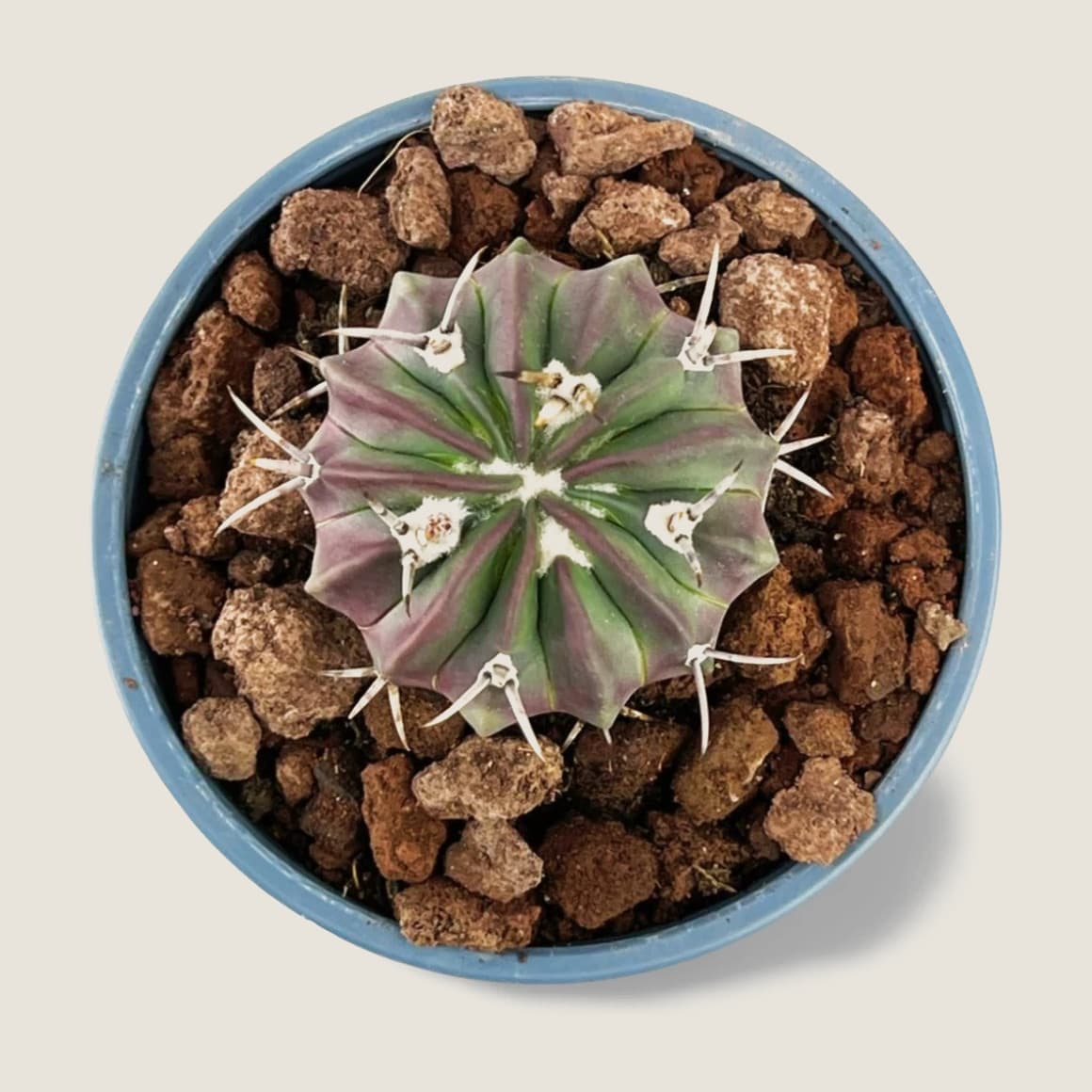 Ferocactus Latispinus