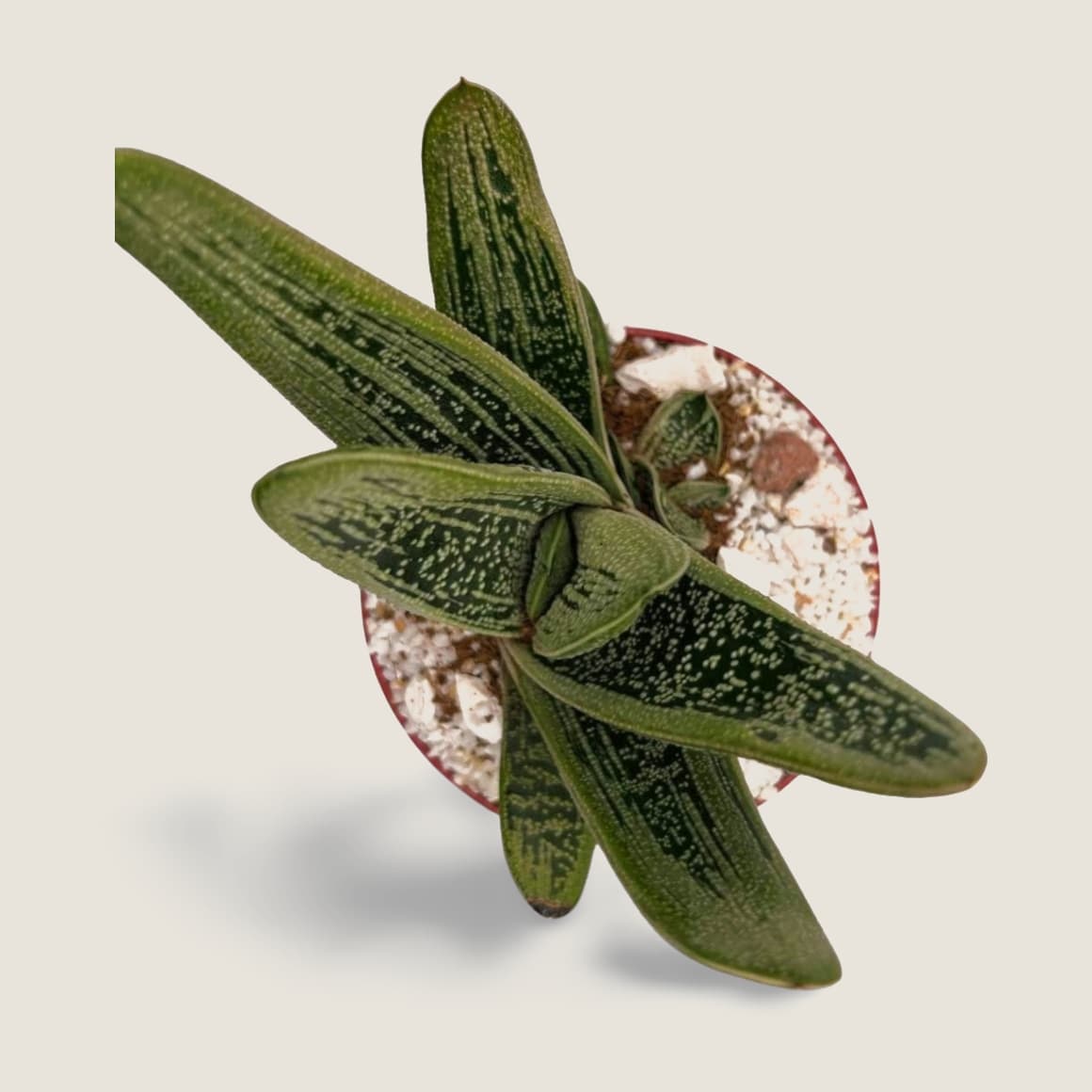Gasteria carinata variegata