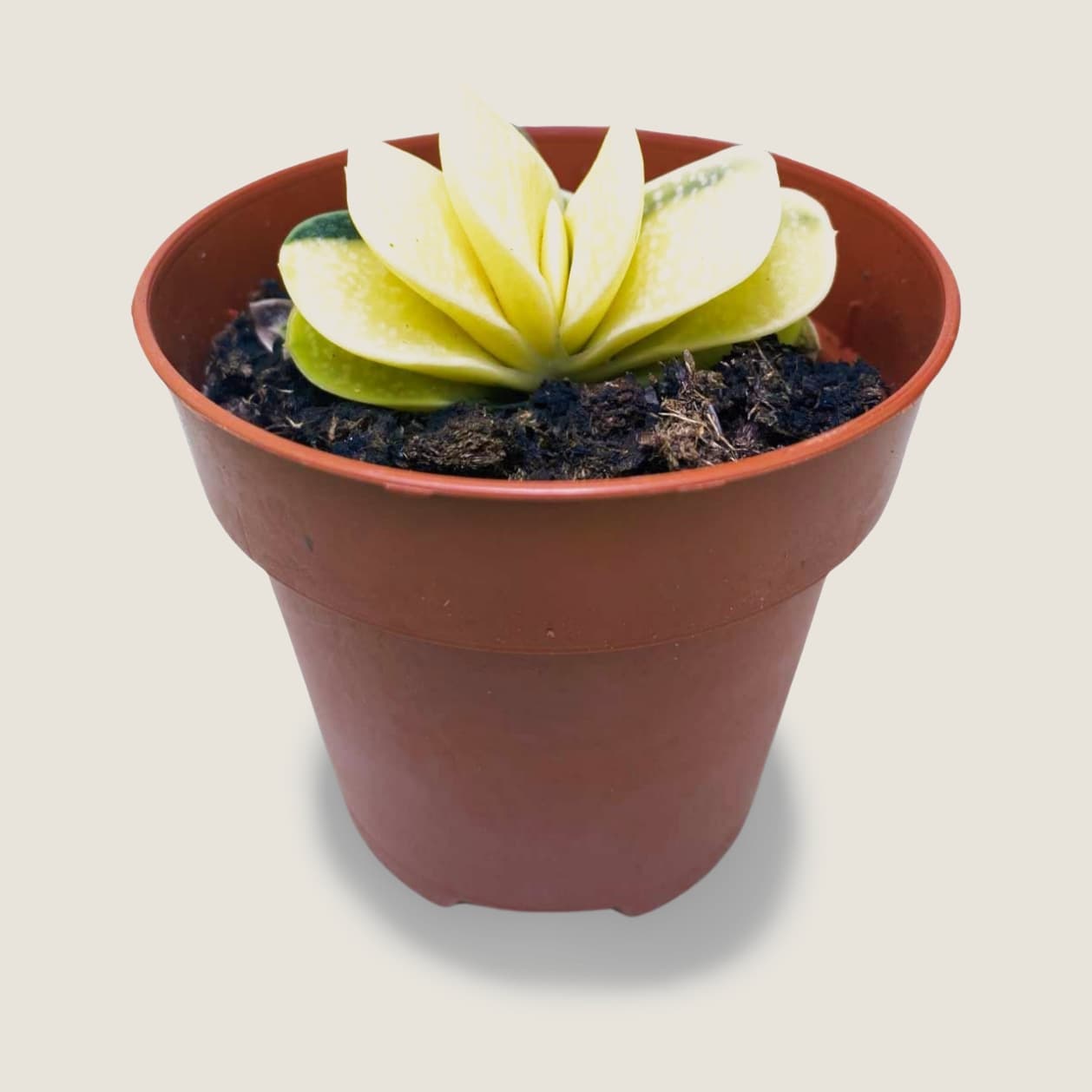 Gasteria Gracilis f variegata