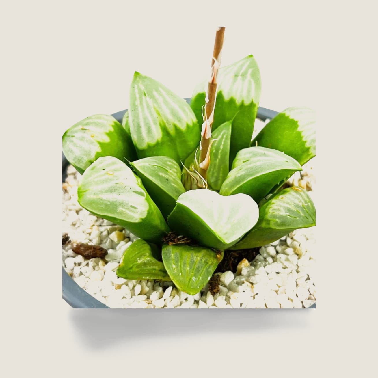 Haworthia byakuya