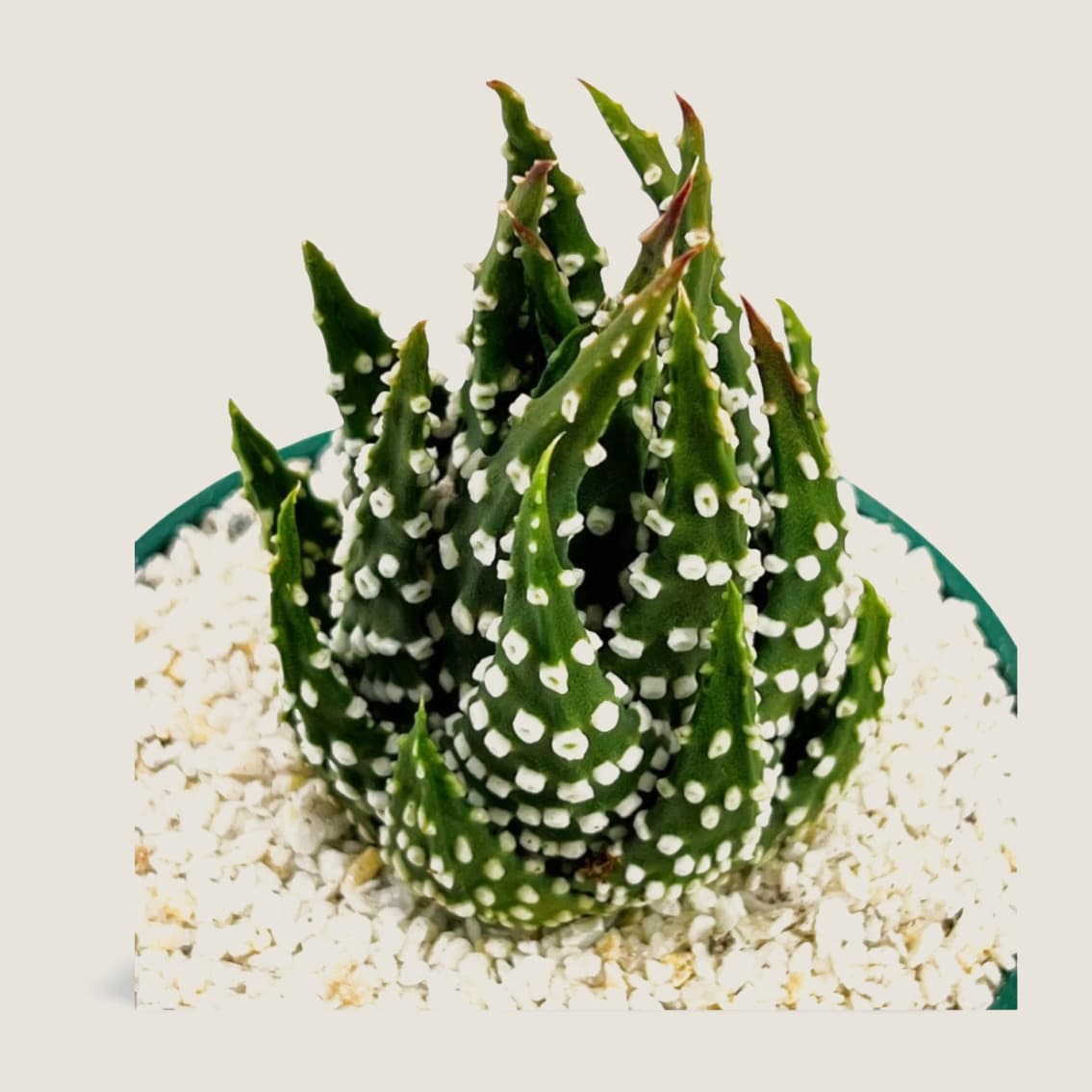 Haworthia margaritifera