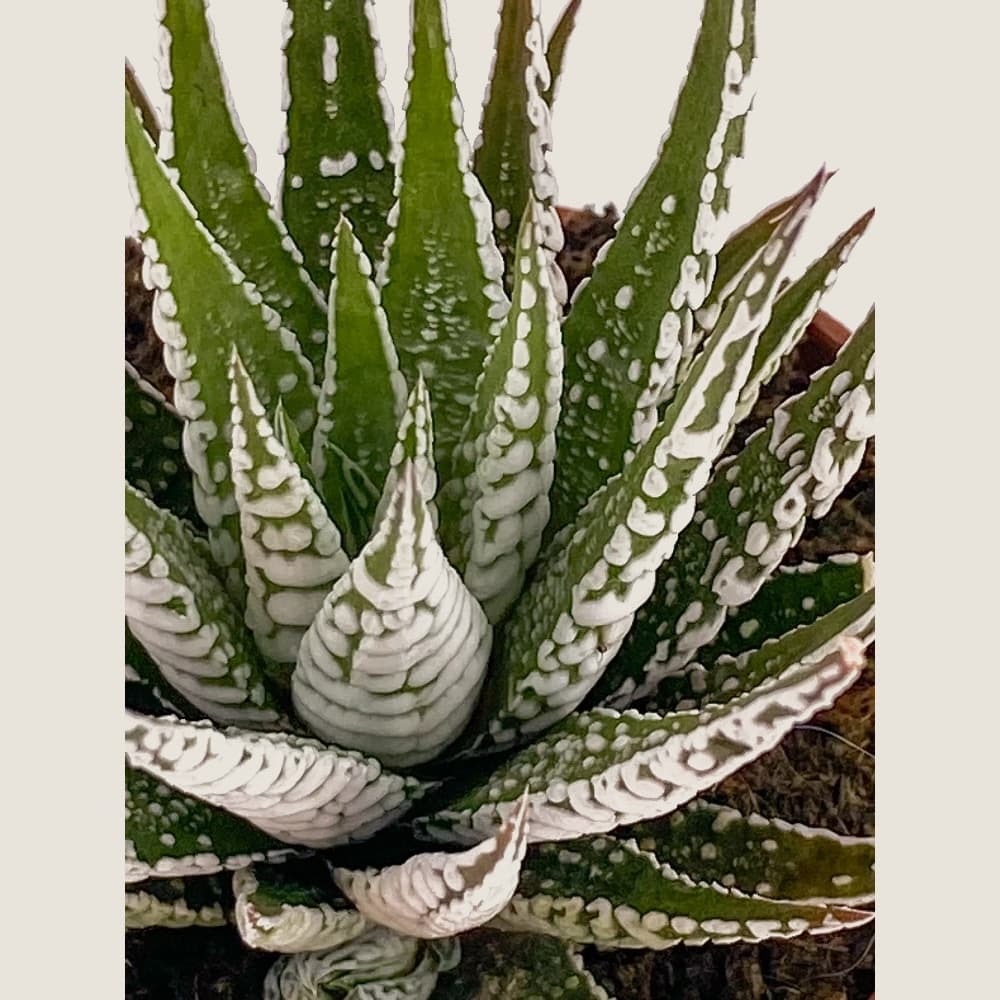 Haworthiopsis fasciata