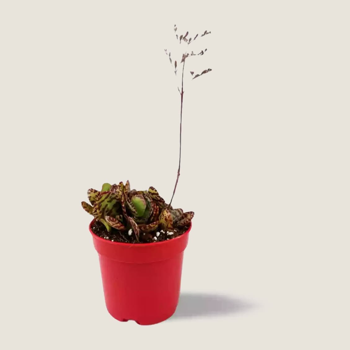 Kalanchoe humilis