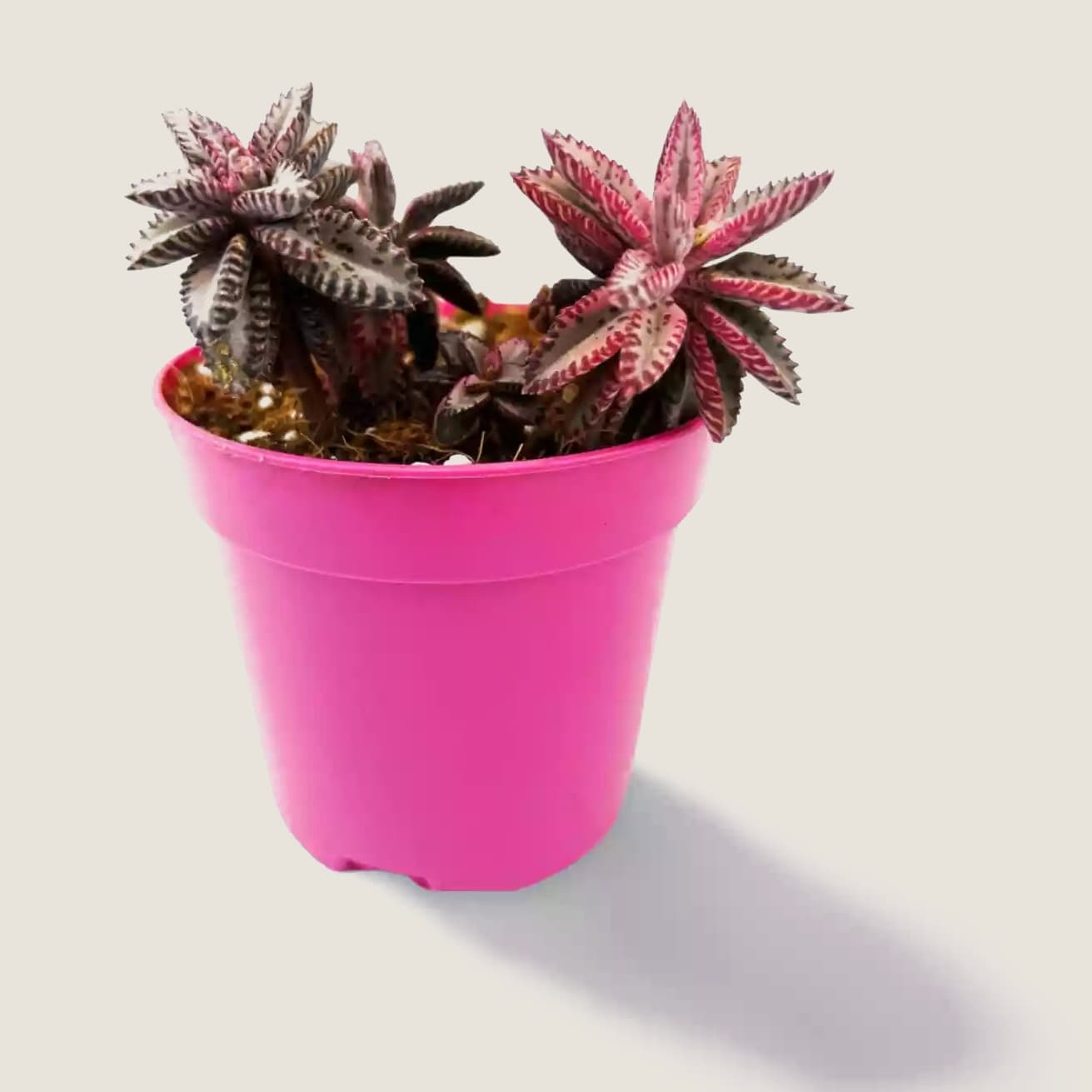 Kalanchoe Pink Butterfly