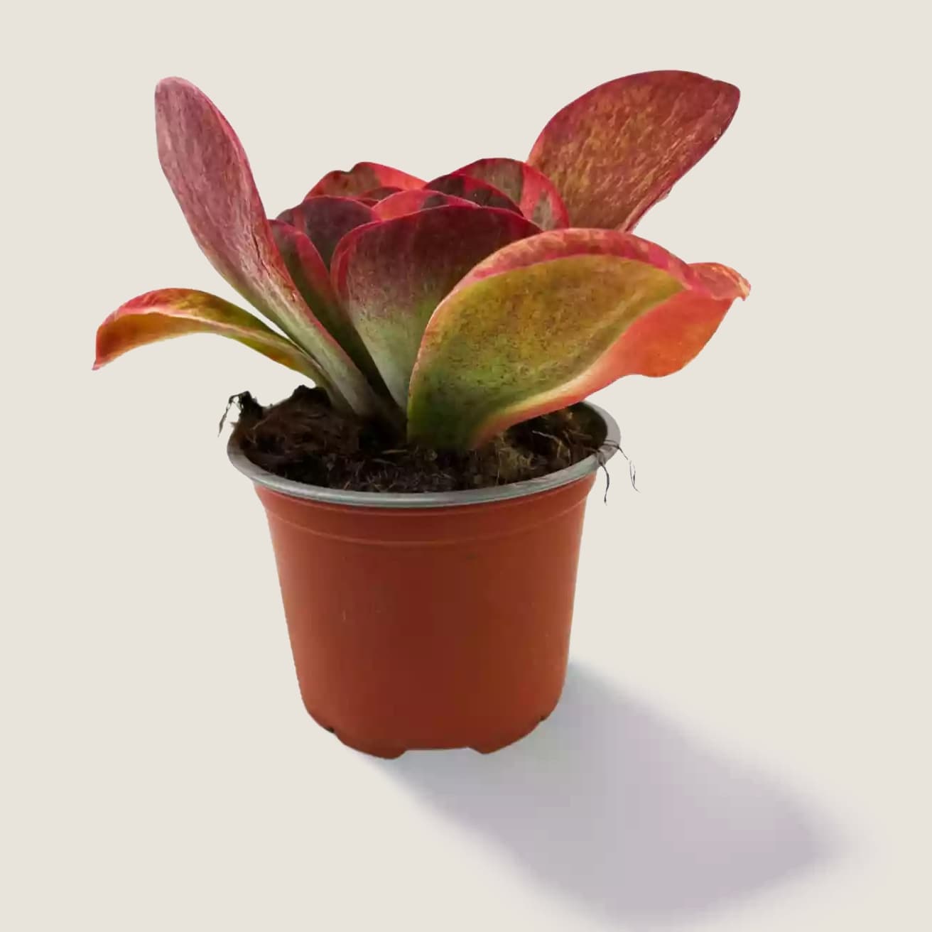 Kalanchoe Thyrsiflora Variegata