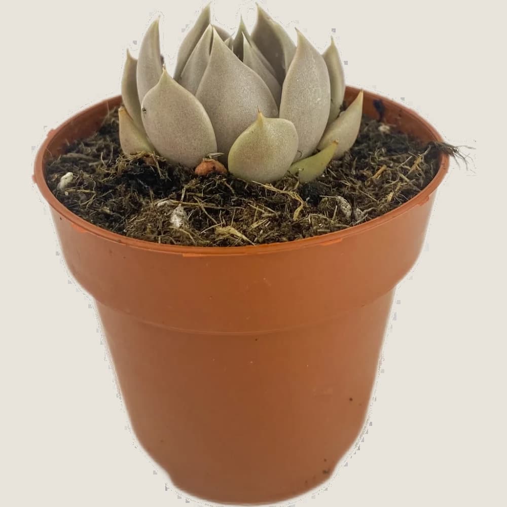 Lenophyllum texanum