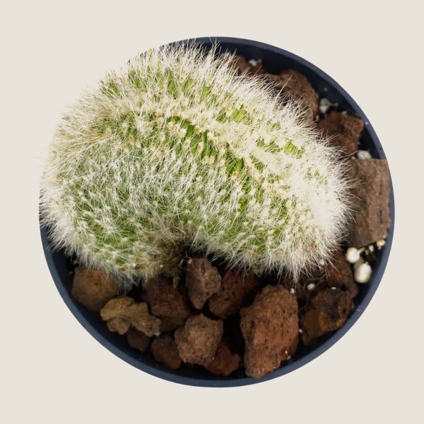 Mammillaria geminispina crestada