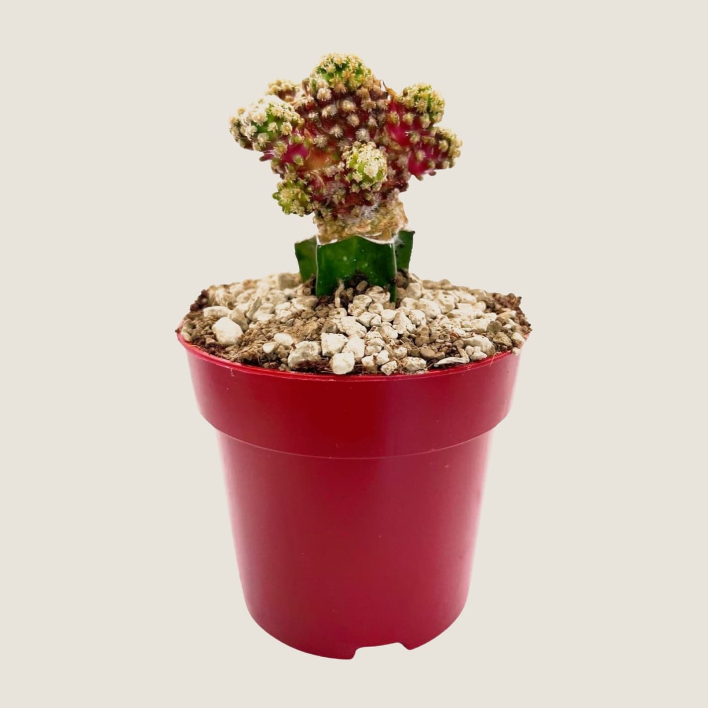 Mammillaria gracilis