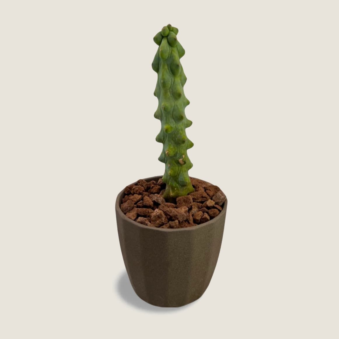 Myrtillocactus geometrizans Fukurokuriuzimboku
