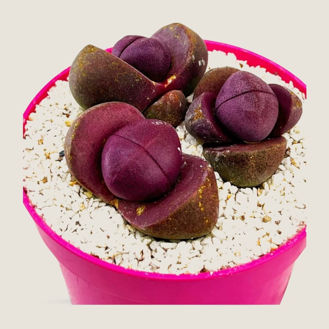 Pleiospilos nelii Royal Flush