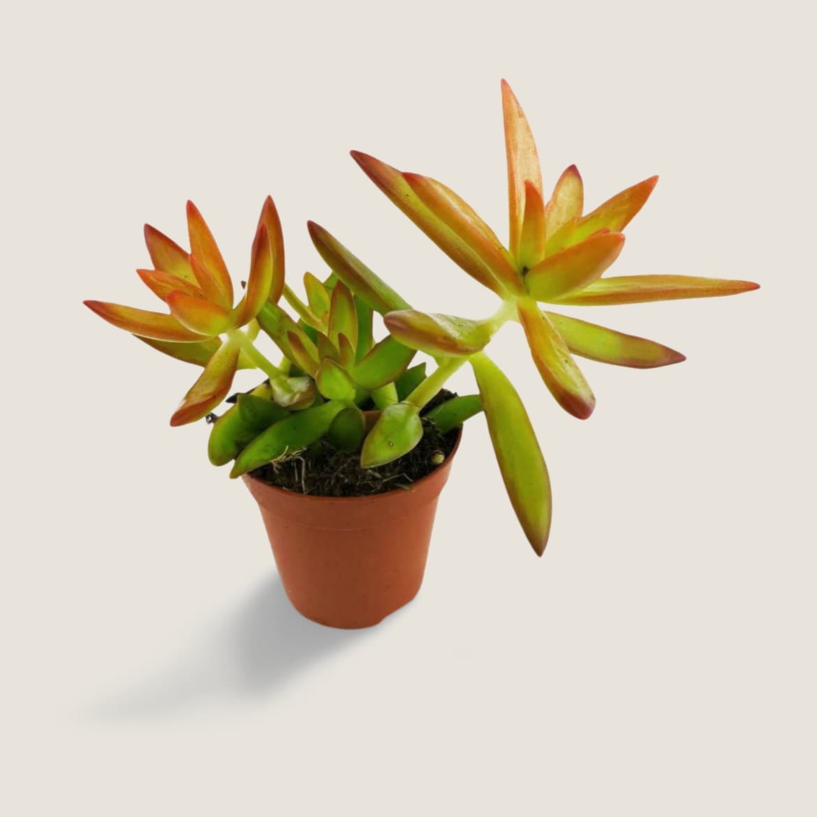 Sedo cobrizo sedum
