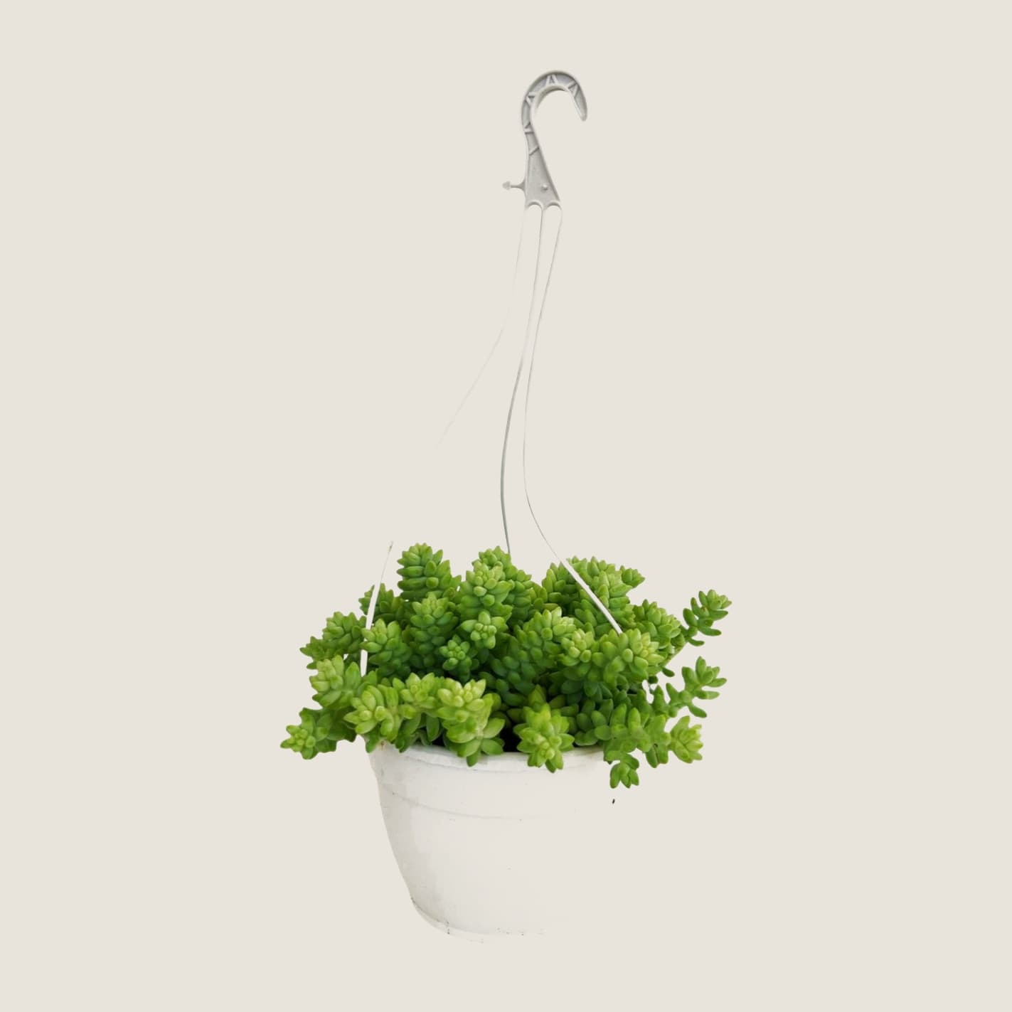 Sedum morganianum