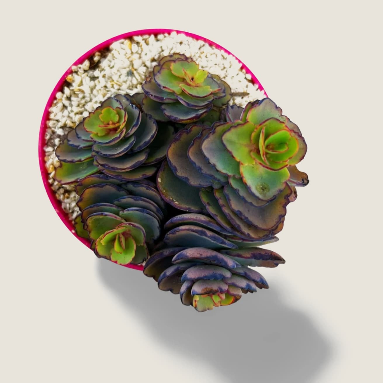 Sedum spurium Sangre de dragon